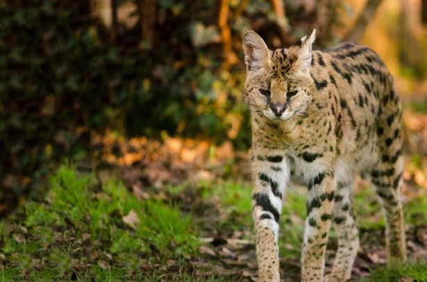 本物の「けものフレンズ」8キャラに会える動物園＆水族館｜ウォーカー