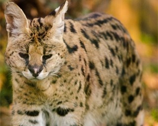 本物の「けものフレンズ」8キャラに会える動物園＆水族館