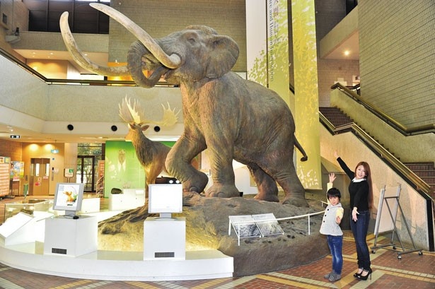 【写真を見る】実物大ナウマンゾウの復元模型の前で記念撮影！/大阪市立自然史博物館
