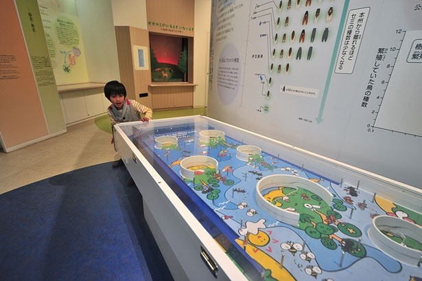 大陸からの距離と島の面積によって決まる生き物の種数を、ボールを使ったゲームで遊びながら理解できる人気の展示/大阪市立自然史博物館