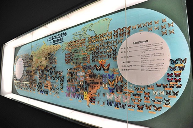 世界地図の上に昆虫の標本がいっぱい/大阪市立自然史博物館