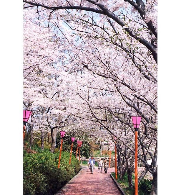 春w通信 絶景 和歌山 平草原公園 桜のトンネル ウォーカープラス
