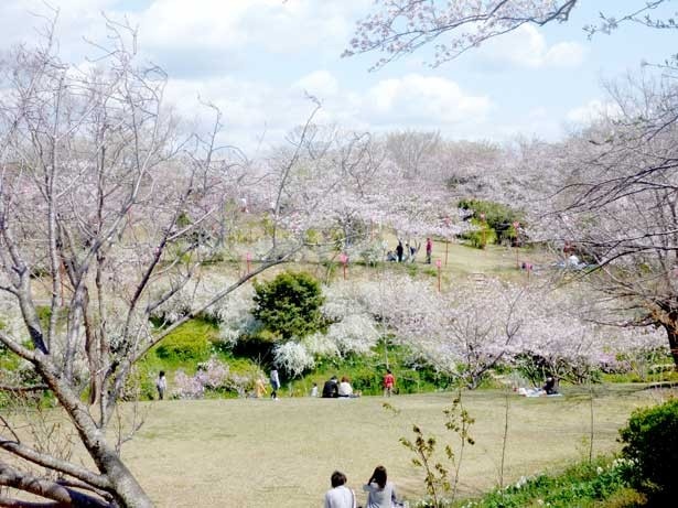 【春W通信】絶景！和歌山・平草原公園「桜のトンネル」