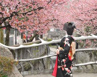 春の訪れを先取り、静岡県熱海市で「第11回あたみ桜 糸川桜まつり」開催