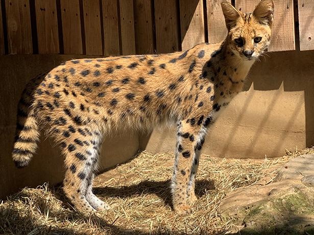 「羽村市動物公園」のとってもキュートなサーバルキャット