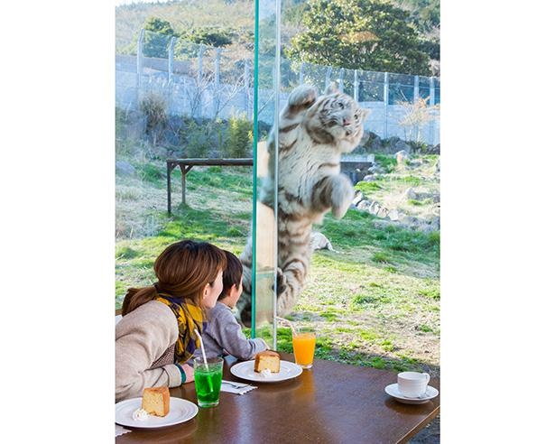 「伊豆アニマルキングダム」のレストランの中から見ることができるホワイトタイガー