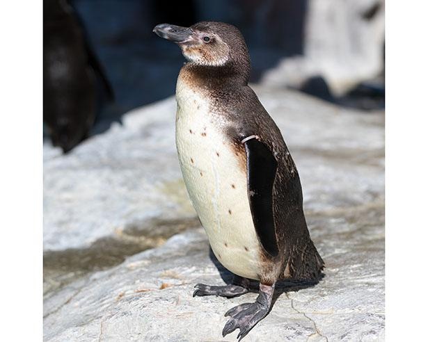 「豊橋総合動植物公園(のんほいパーク)」の極地動物館にすむフンボルトペンギン