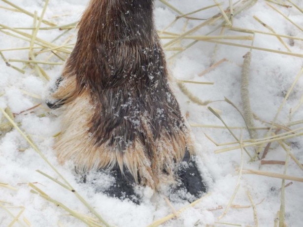 旭山動物園・トナカイの蹄。雪に埋まらないように広がっている