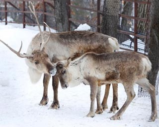 「白鼻」のトナカイ、12年振りの子供も育ってます！
