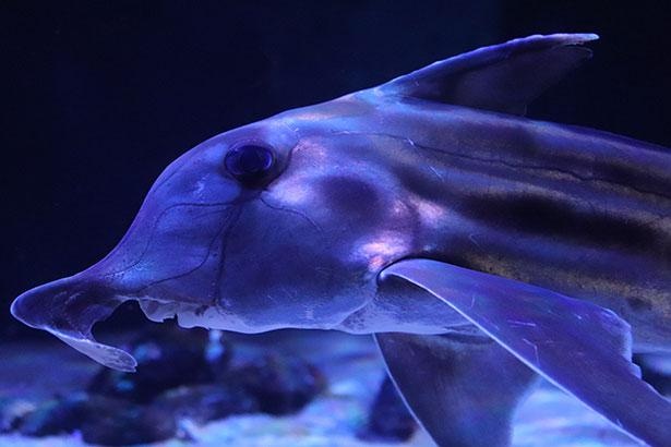 画像8 16 深海生物を 見て食べて知る サンシャイン水族館で ゾクゾク深海生物21 開催 ウォーカープラス