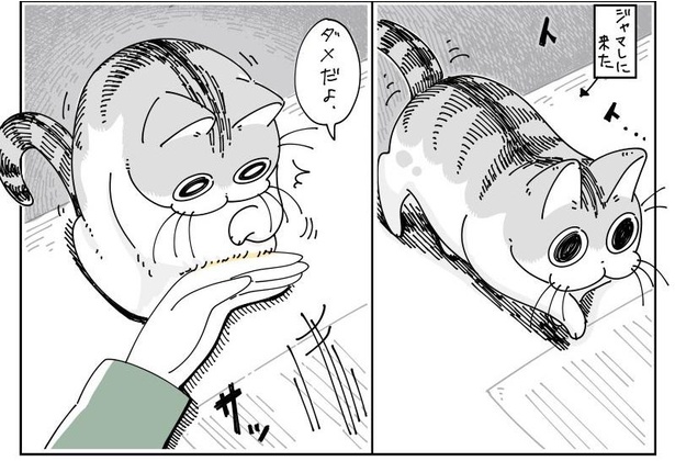 「ネコのジャマを阻止したい」03