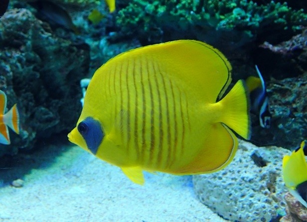 サンシャイン水族館「チョウチョウウオの舞」水槽では、 名前にフライが付く魚「ゴールデンバタフライフィッシュ」を展示中