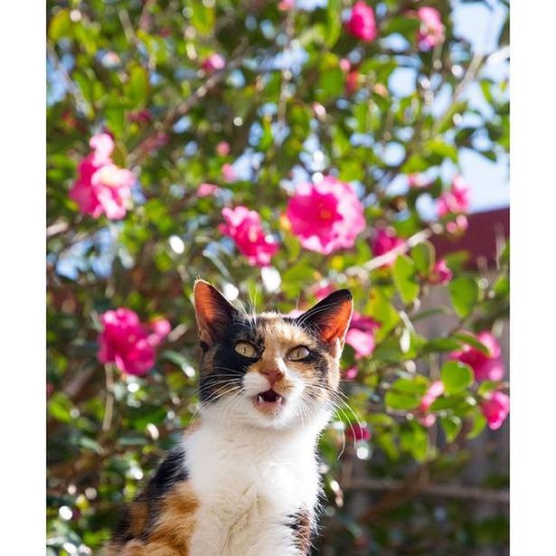 ゆきじろうさんが撮影した島の野良猫7