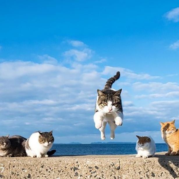 ゆきじろうさんが撮影した島の野良猫2
