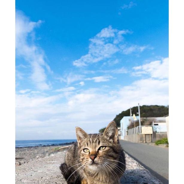 ゆきじろうさんが撮影した島の野良猫8