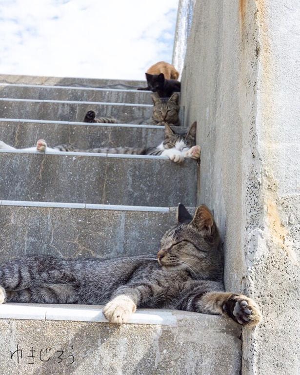 ゆきじろうさんが撮影した島の野良猫9