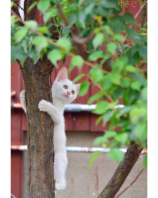 ゆきじろうさんが撮影した島の野良猫10