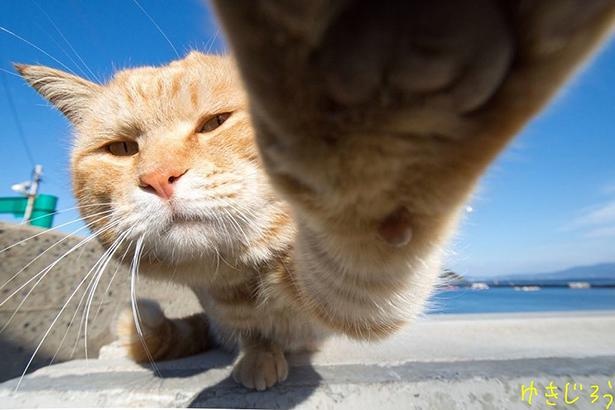 ゆきじろうさんが撮影した島の野良猫11