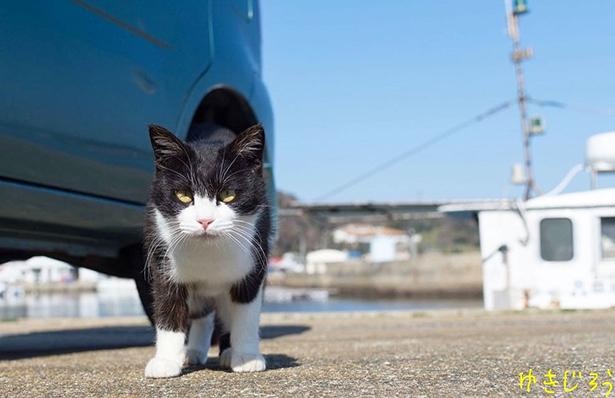 ゆきじろうさんが撮影した島の野良猫12