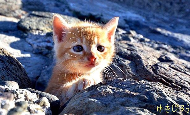 島の野良猫たちを撮り続けて10年 ボス猫との不思議で心温まるエピソードとは ウォーカープラス