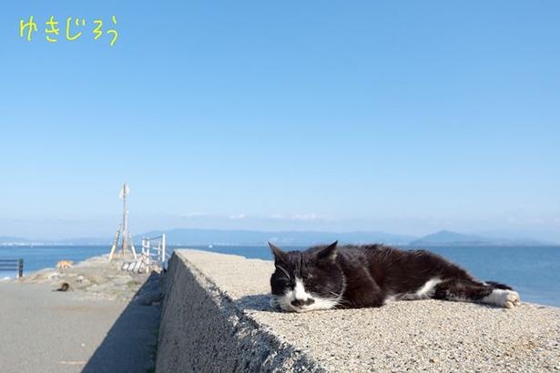 ゆきじろうさんが撮影した島の野良猫14