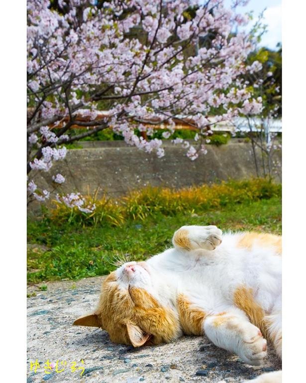 ゆきじろうさんが撮影した島の野良猫13
