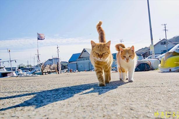 ゆきじろうさんが撮影した島の野良猫16