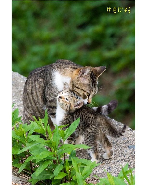 ゆきじろうさんが撮影した島の野良猫15