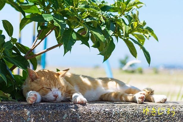 画像19 42 島の野良猫たちを撮り続けて10年 ボス猫との不思議で心温まるエピソードとは ウォーカープラス