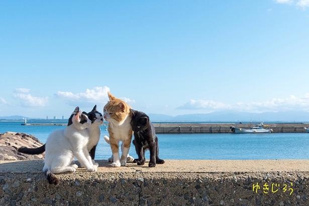 ゆきじろうさんが撮影した島の野良猫18