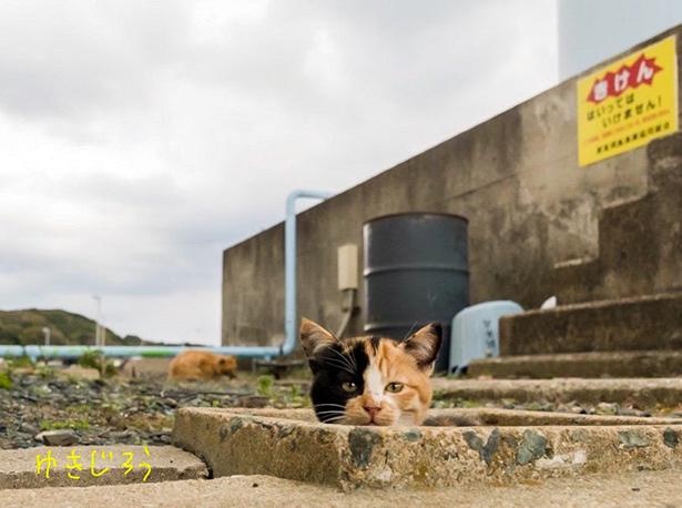 ゆきじろうさんが撮影した島の野良猫19