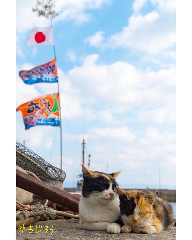 ゆきじろうさんが撮影した島の野良猫20