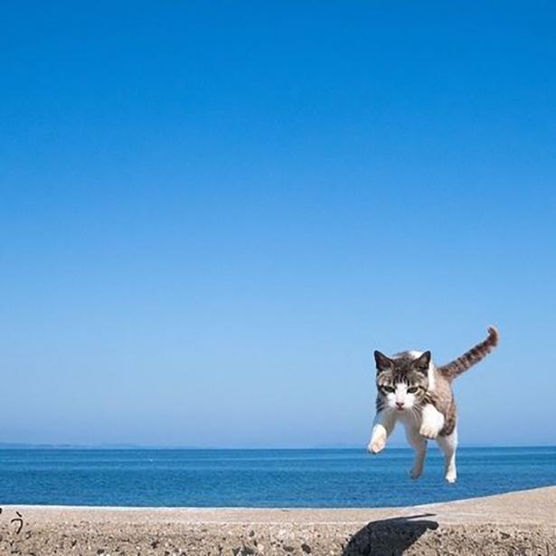 ゆきじろうさんが撮影した島の野良猫24