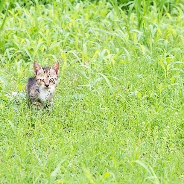 ゆきじろうさんが撮影した島の野良猫26
