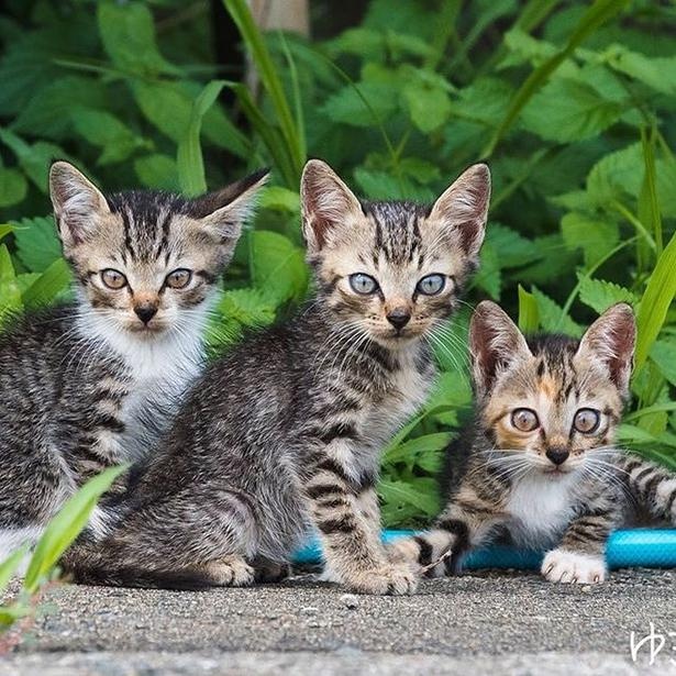 ゆきじろうさんが撮影した島の野良猫28