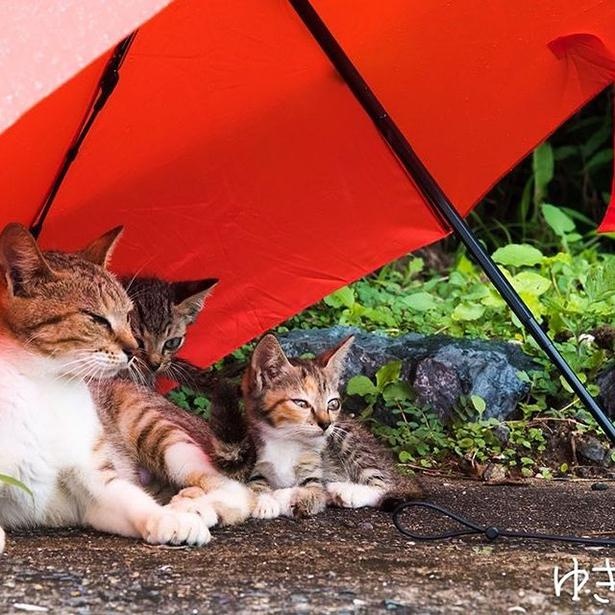 ゆきじろうさんが撮影した島の野良猫30