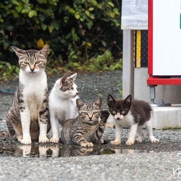 ゆきじろうさんが撮影した島の野良猫25