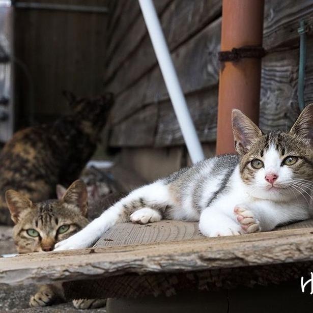 画像25 42 島の野良猫たちを撮り続けて10年 ボス猫との不思議で心温まるエピソードとは ウォーカープラス