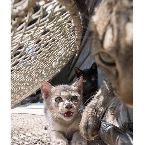 ゆきじろうさんが撮影した島の野良猫31