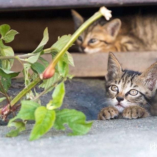 ゆきじろうさんが撮影した島の野良猫34