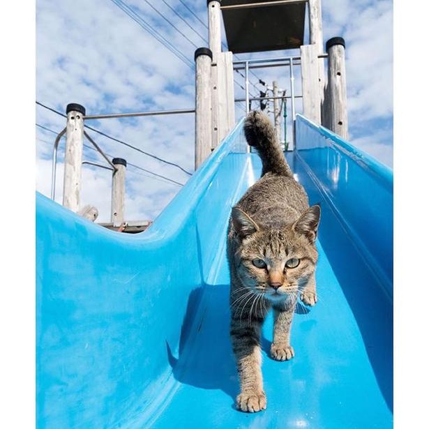 ゆきじろうさんが撮影した島の野良猫36