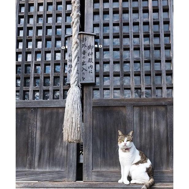 ゆきじろうさんが撮影した島の野良猫37