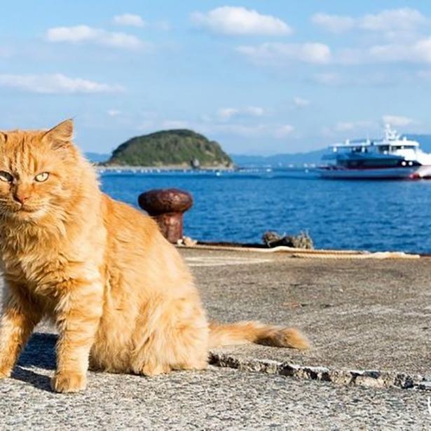 ゆきじろうさんが撮影した島の野良猫32