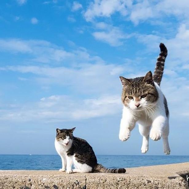 ゆきじろうさんが撮影した島の野良猫38