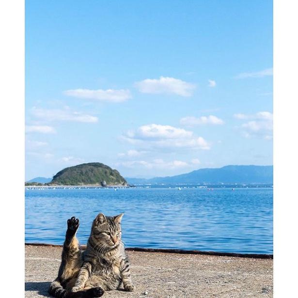ゆきじろうさんが撮影した島の野良猫40