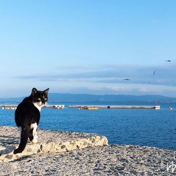 ゆきじろうさんが撮影した島の野良猫29