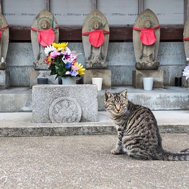 ゆきじろうさんが撮影した島の野良猫39