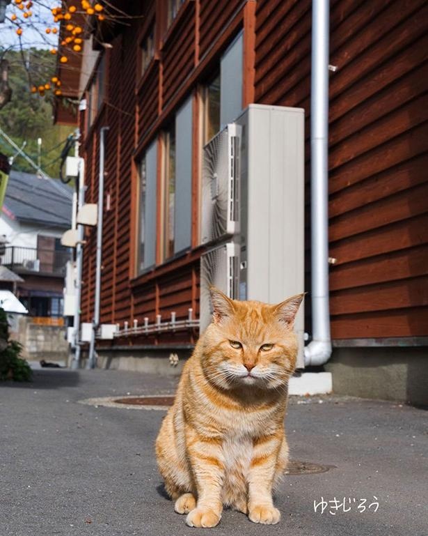 ゆきじろうさんが撮影した島の野良猫5