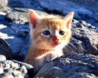 島の野良猫たちを撮り続けて10年。ボス猫との不思議で心温まるエピソードとは？