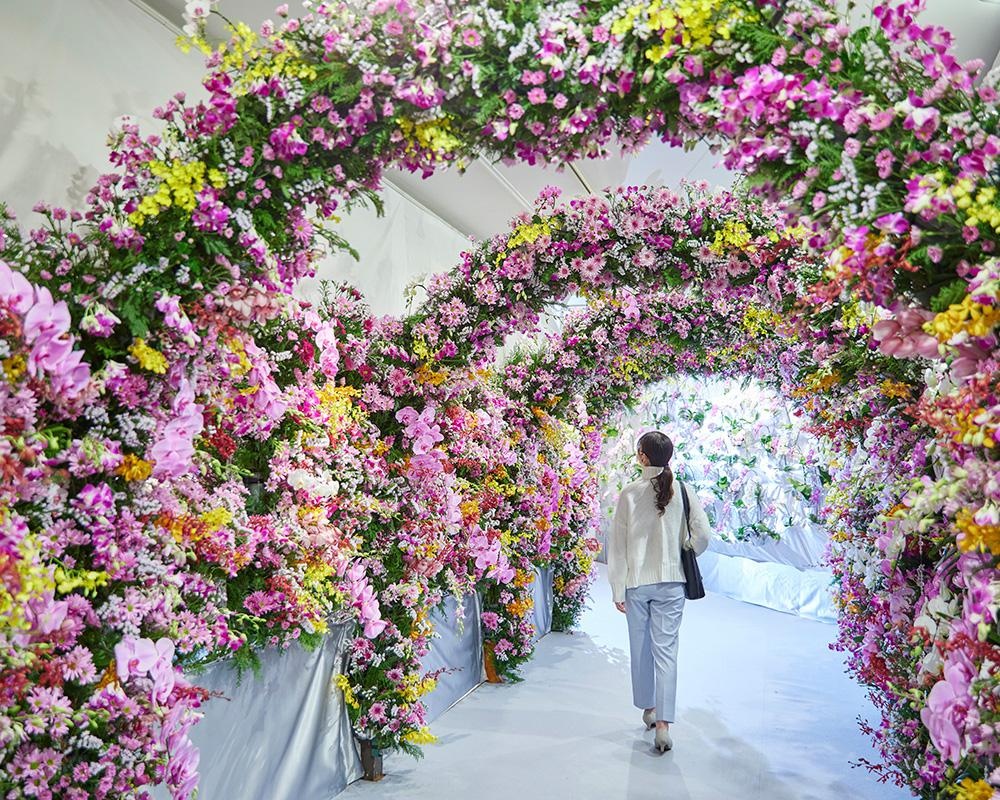 日本最多200品種が一堂に、長崎県佐世保市のハウステンボスで「大胡蝶蘭展」開催